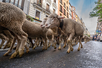 Transhumance of a large flock of sheep through the streets of the center of Madrid during the month of October - obrazy, fototapety, plakaty
