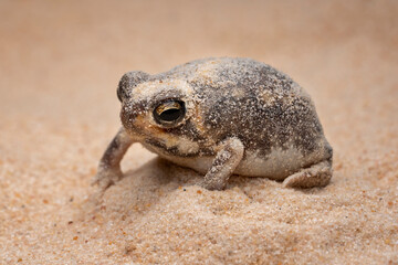 Obraz premium The Desert Rain Frog, Web-footed Rain Frog, or Boulenger's Short-headed Frog (Breviceps macrops) is a species of frog in the family Brevicipitidae. It is found in Namibia and South Africa.