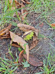 Leaves, fruit and chestnut seeds lying on the lawn on a cool autumn morning, Lodz, Poland.