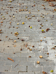 Leaves, fruit and chestnut seeds lying on the pavement on a cool autumn morning, Lodz, Poland.