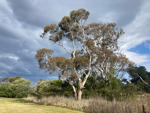 Large Australian Gum Tree