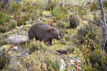 Tasmanian Common Wombat - 667587582