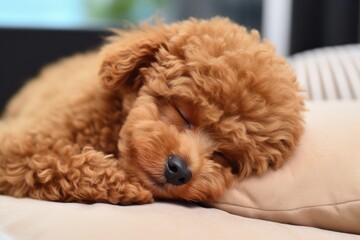 cute poodle puppy sleeping, curly haired dog, golden fur texture, animal care, ai generated