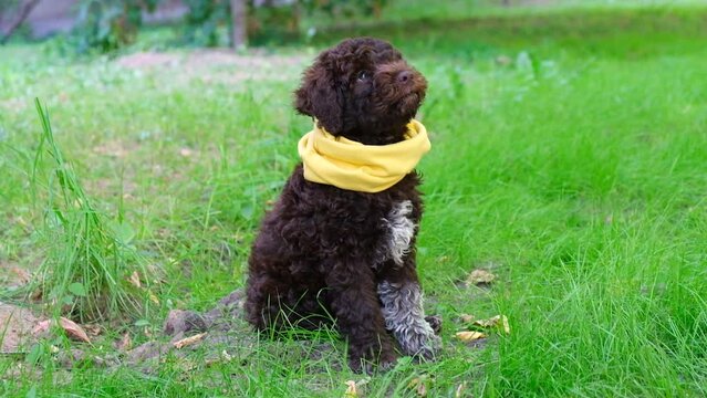 Cute brown puppy lagotto romagnolo sitting on the grass looking around and at the camera in summer. Slow motion.