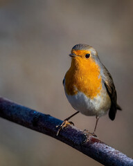 robin on a branch