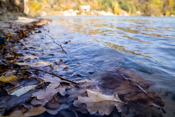 autumn leaves on the river