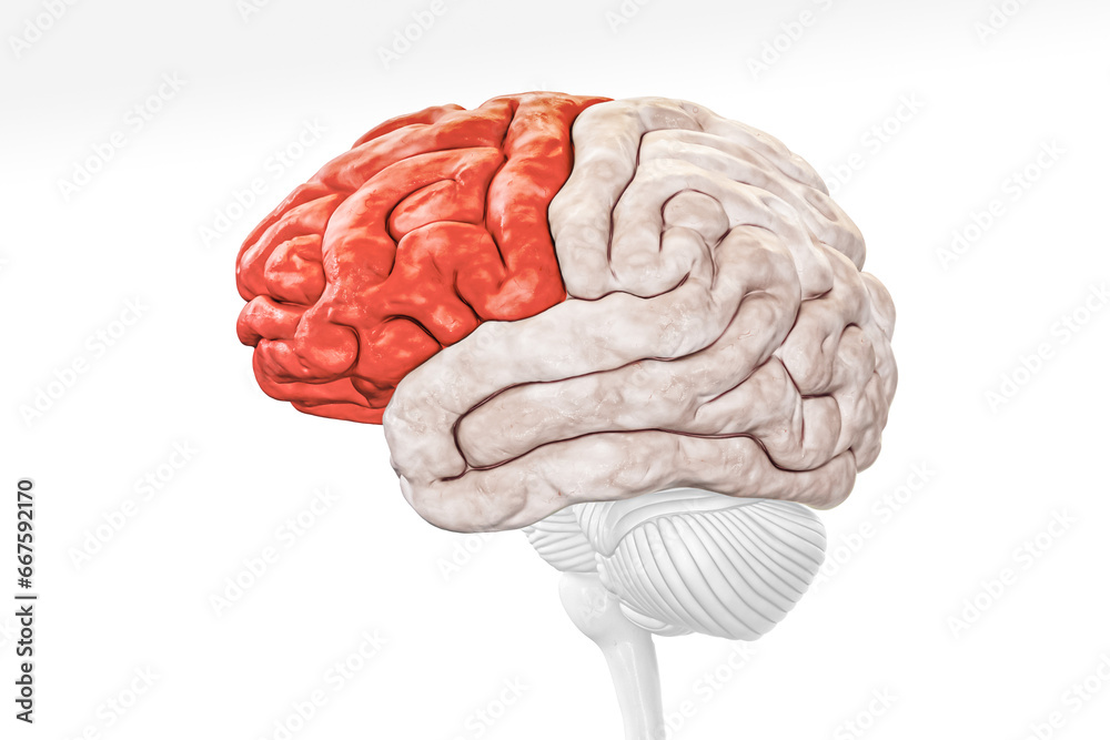 Wall mural cerebral cortex frontal lobe in red color profile view isolated on white background 3d rendering ill