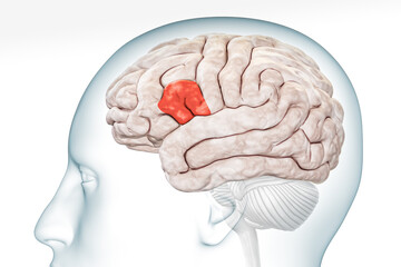Broca area in red color profile view with body isolated on white background 3D rendering illustration. Human brain Anatomy, neurology, neuroscience, medical and healthcare, biology, science concept.