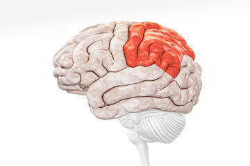 Cerebral cortex parietal lobe in red color profile view isolated on white background 3D rendering illustration. Human brain anatomy, neurology, neuroscience, medical and healthcare, biology concept.