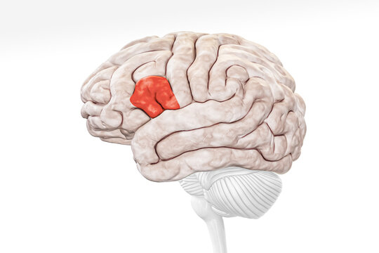 Broca area in red color profile view isolated on white background 3D rendering illustration. Human brain Anatomy, neurology, neuroscience, medical and healthcare, biology, science concept.