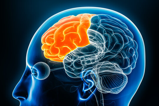 Frontal lobe of the cerebral cortex profile view close-up 3D rendering illustration. Human brain anatomy, neurology, neuroscience, medical and healthcare, biology, science concept.