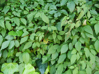  背景　素材　文字入れ　おしゃれ　自然　葉 