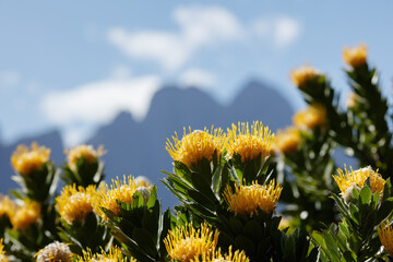 Multiple blooms of yellow pincushion flowers with dramatic high mountain peaks in the background. Species: Leucospermum conocarpodendron