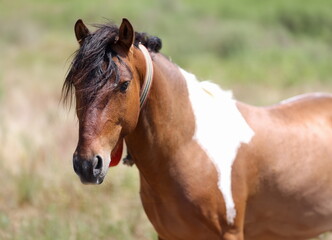 Closeup of muzzle of brown white horse with long mane. Hobby horse breeding concept