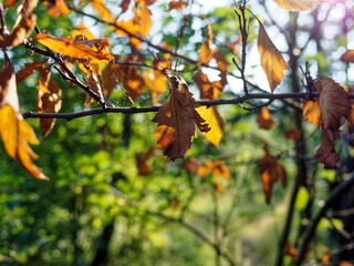 Last year's leaves hanging on a tree