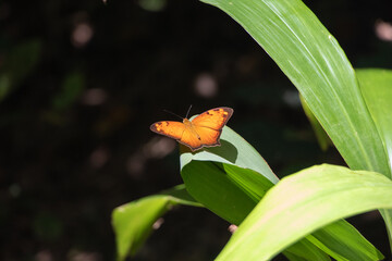 Orange Butterfly on Leaf