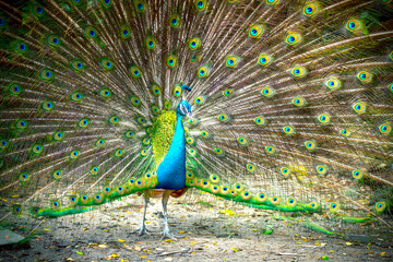 Obraz premium Portrait of a elegant Indian male peacock bird displaying his beautiful feather tail in a public park