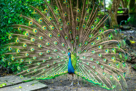 Portrait of a elegant Indian male peacock bird displaying his beautiful feather tail in a public park