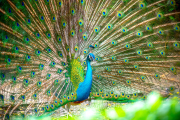 Obraz premium Portrait of a elegant Indian male peacock bird displaying his beautiful feather tail in a public park