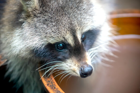 Common raccoon in a zoo, Raccoon are a native North American mammal. This is the largest species in the Raccoon family