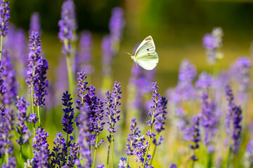 Butterflies on spring lavender flowers under sunlight. Beautiful landscape of nature with a panoramic view. Hi spring. long banner
