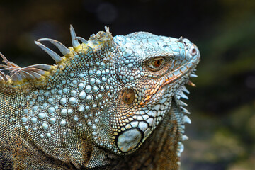 Common iguana portrait is resting in a public park. This is the residual dinosaur reptile that needs to be preserved in the natural world