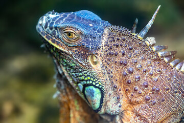 Common iguana portrait is resting in a public park. This is the residual dinosaur reptile that needs to be preserved in the natural world