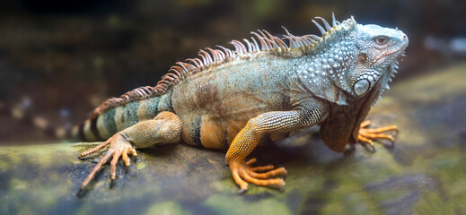 Common iguana portrait is resting in a public park. This is the residual dinosaur reptile that...