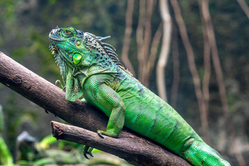 Lizard in the tree is looking to the future so cute when watching them in zoo