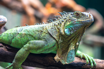 Lizard in the tree is looking to the future so cute when watching them in zoo