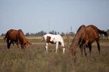 GREAT AND AMAZING HORSES OF ARGENTINA