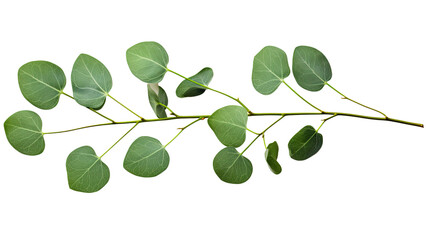 Green Leaves on a Majestic Tree Branch , transparent png