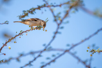 a sparrow on a branch