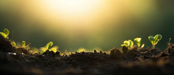 Poster fertile soil close up against sunset background © grigoryepremyan