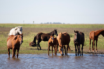 GREAT AND AMAZING HORSES OF ARGENTINA