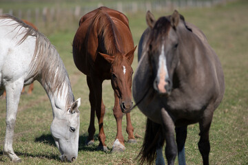 Obraz na płótnie Canvas great and amazing horses of argentina