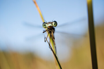 dragonfly on a branch