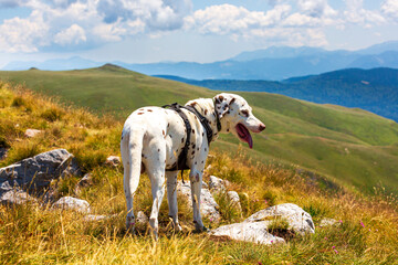 A Dalmatian in the mountains, gazing into the abyss, a fearless explorer of the breathtaking heights