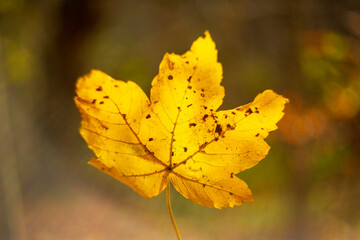 A golden leaf against a beautiful autumn backdrop, nature's artistry on display. A single yellow leaf, a radiant beacon in the midst of fall's colorful mosaic