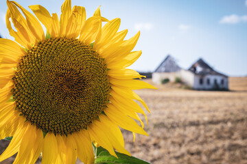 Sunflower and ruin