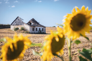 Sunflowers and a ruin