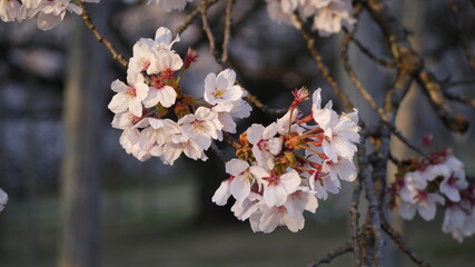 桜の花