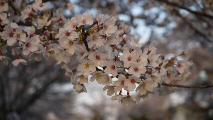 桜の花