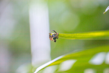 Northern Jumping Spider