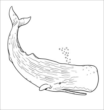 Sperm whale to color in.  Vector template for a coloring book with sea animals. Colouring page.
