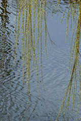 Photos of yellow buds and willow leaves this spring on the background of water