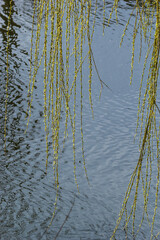 Photos of yellow buds and willow leaves this spring on the background of water
