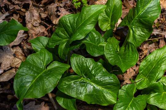 Cuckoopint or Arum maculatum arrow shaped leaf, woodland poisonous plant in family Araceae. arrow shaped leaves. Other names are nakeshead, adder's root, arum, wild arum, arum lily, lords-and-ladies
