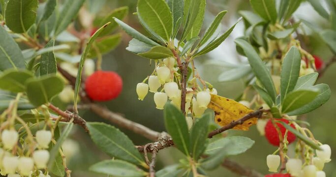 Flowers and fruits of the strawberry tree from Vrana Lake Nature Park,  Croatia