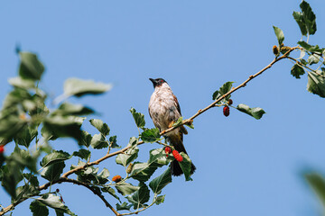 The Sooty-Headed Bulbul bird is a member of the Pycnonotidae family and perches on the tree